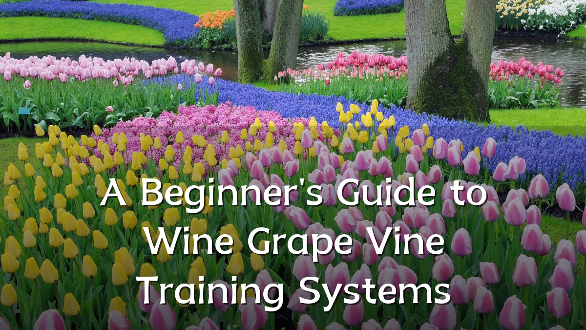 A Beginner's Guide to Wine Grape Vine Training Systems