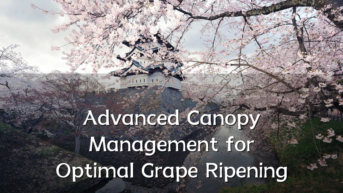 Advanced Canopy Management for Optimal Grape Ripening