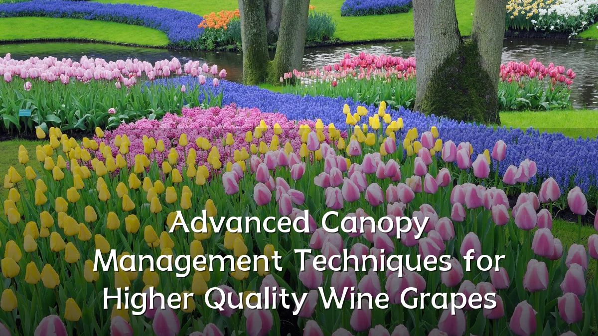 Advanced Canopy Management Techniques for Higher Quality Wine Grapes