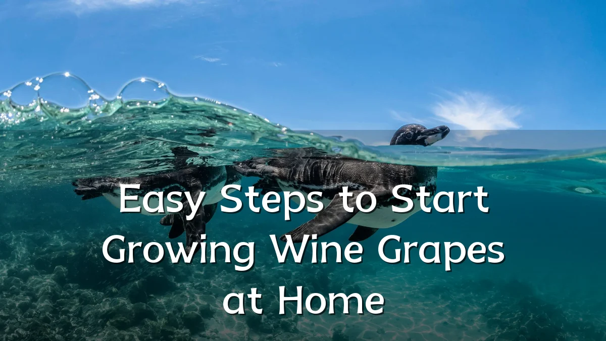Easy Steps to Start Growing Wine Grapes at Home