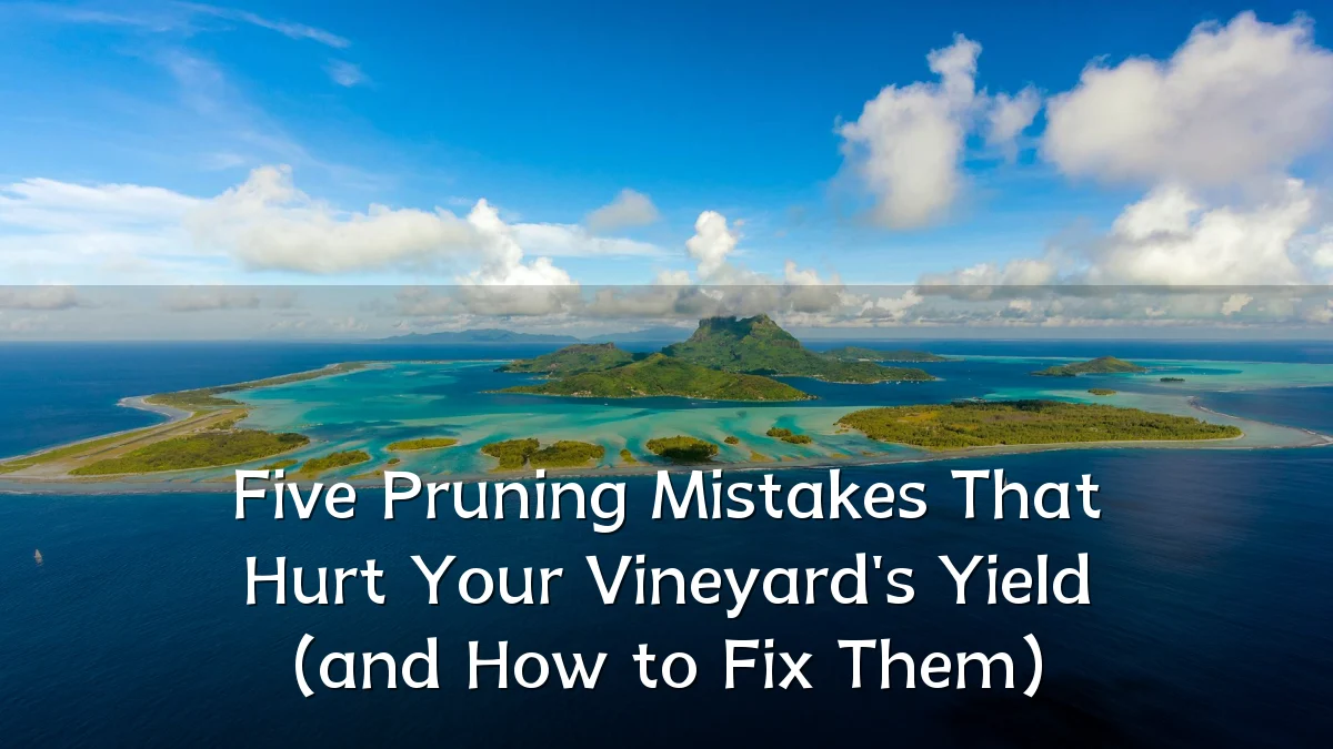 Five Pruning Mistakes That Hurt Your Vineyard's Yield (and How to Fix Them)