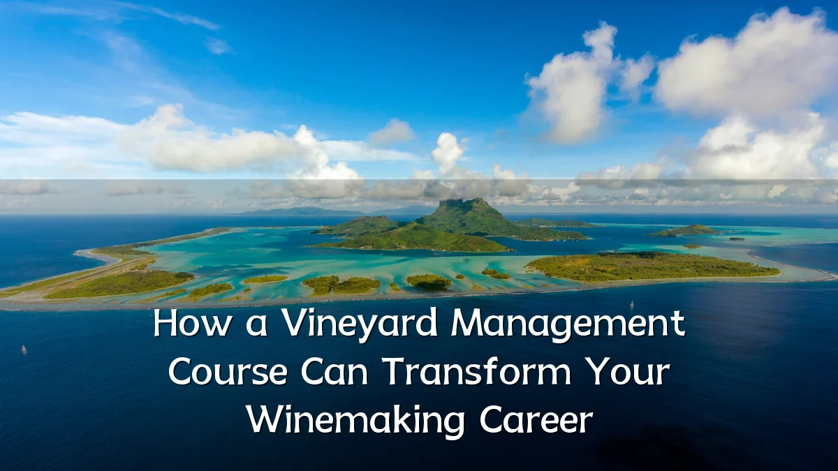 How a Vineyard Management Course Can Transform Your Winemaking Career