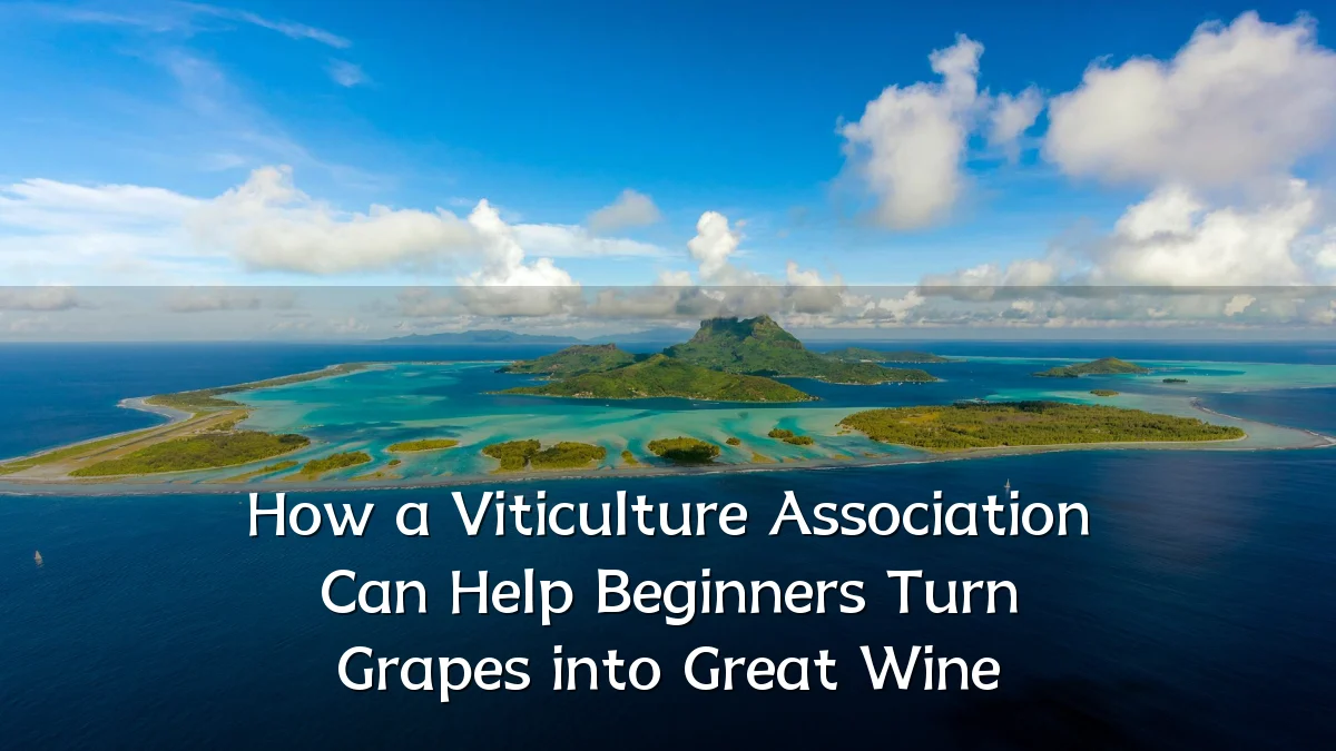How a Viticulture Association Can Help Beginners Turn Grapes into Great Wine