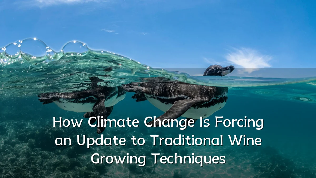 How Climate Change Is Forcing an Update to Traditional Wine Growing Techniques