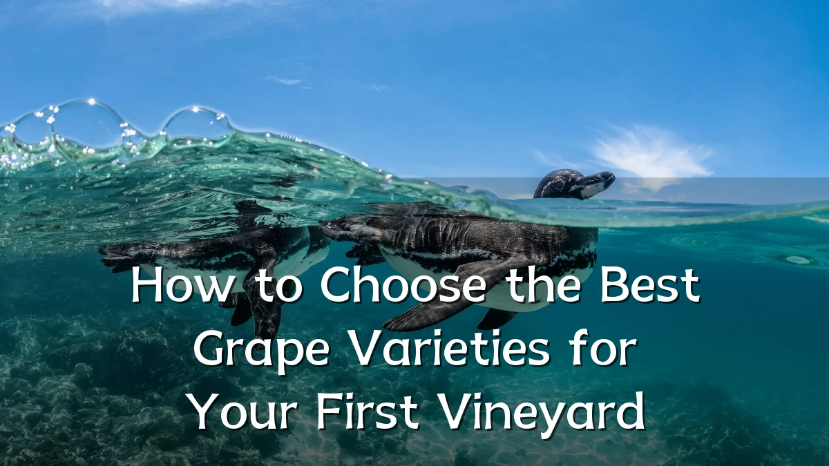 How to Choose the Best Grape Varieties for Your First Vineyard