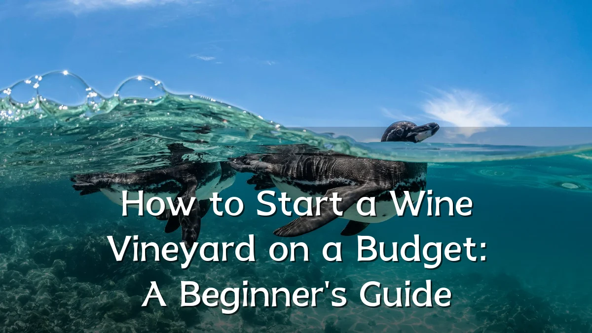 How to Start a Wine Vineyard on a Budget: A Beginner's Guide
