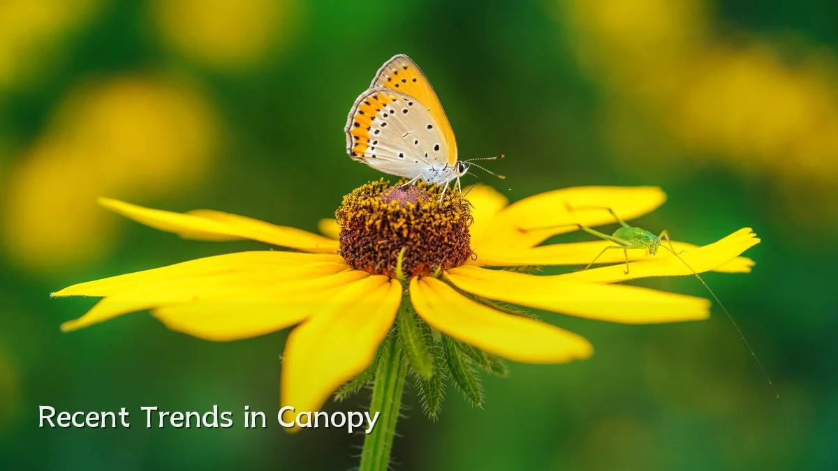 Recent Trends in Canopy