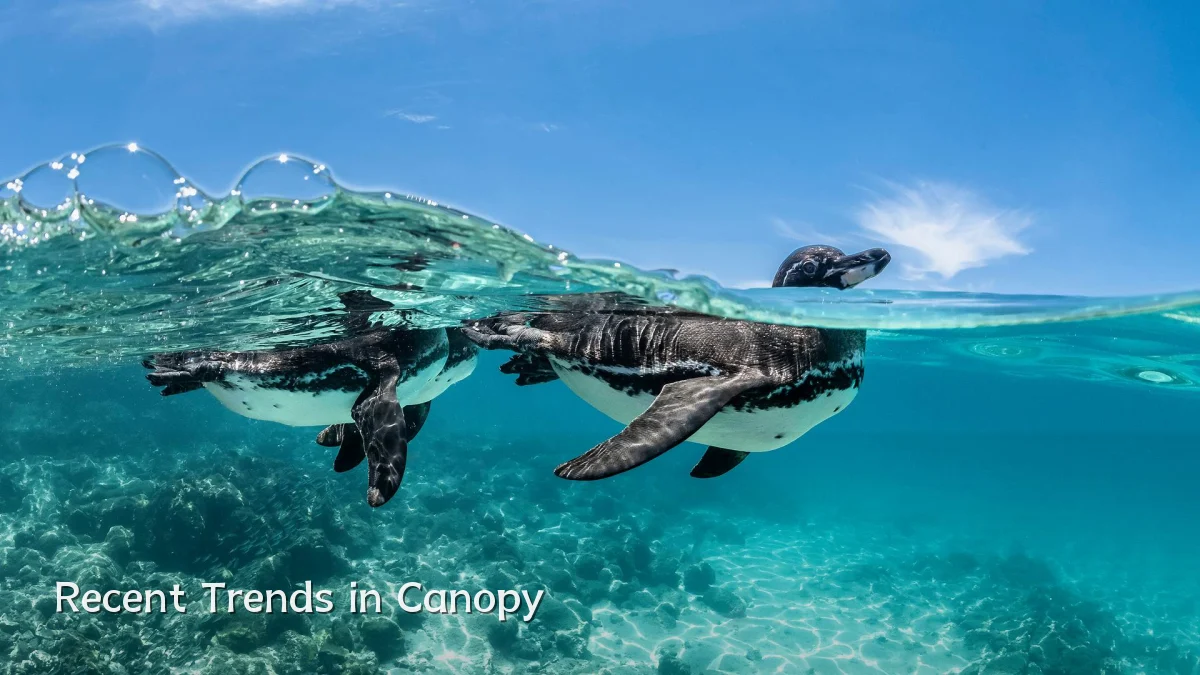 Recent Trends in Canopy