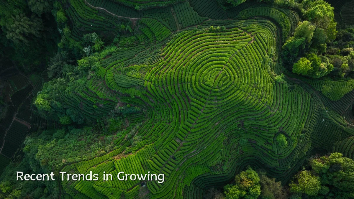 Recent Trends in Growing