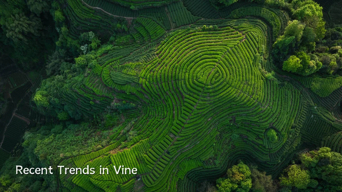 Recent Trends in Vine