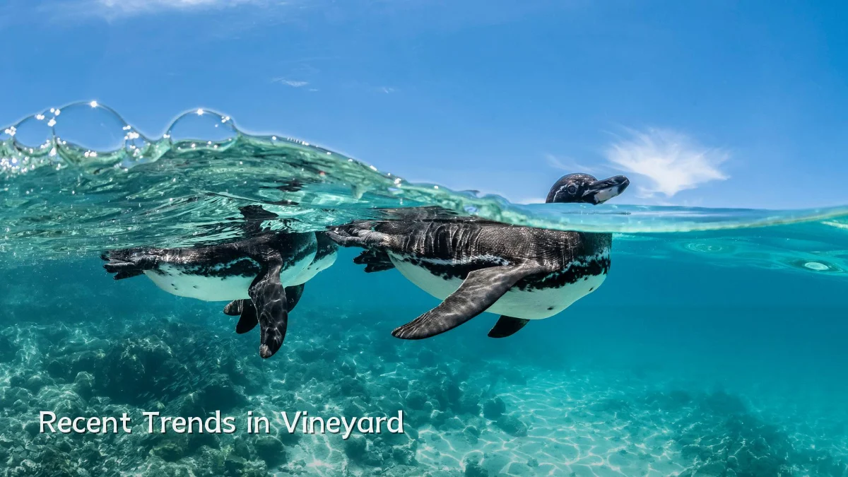 Recent Trends in Vineyard