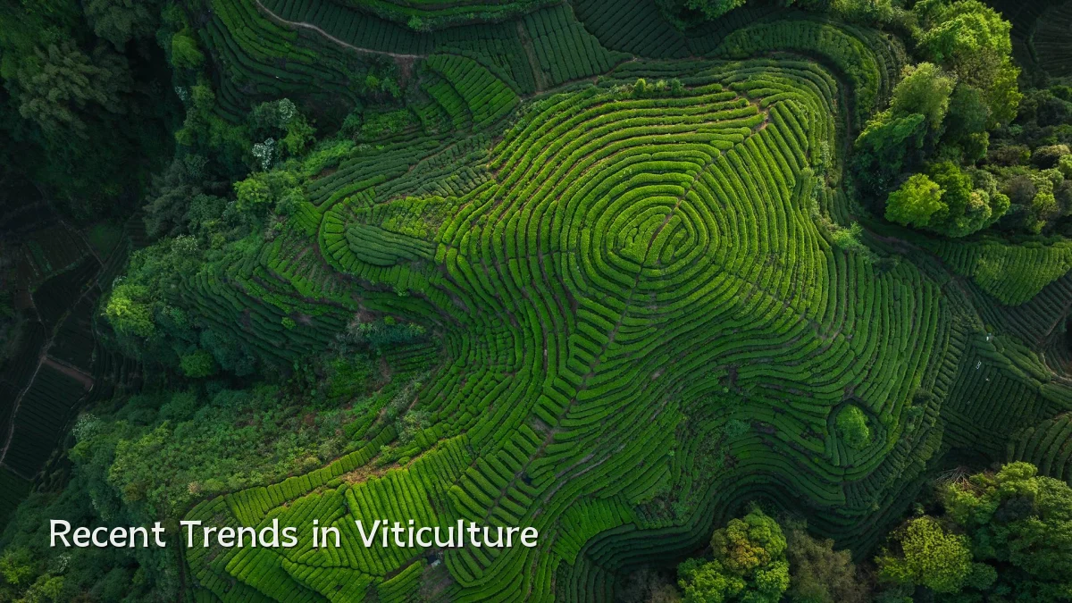 Recent Trends in Viticulture