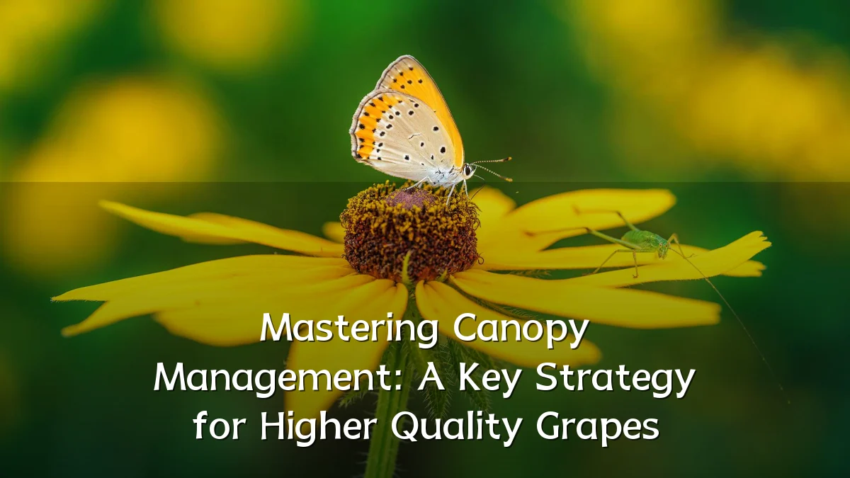 Mastering Canopy Management: A Key Strategy for Higher Quality Grapes