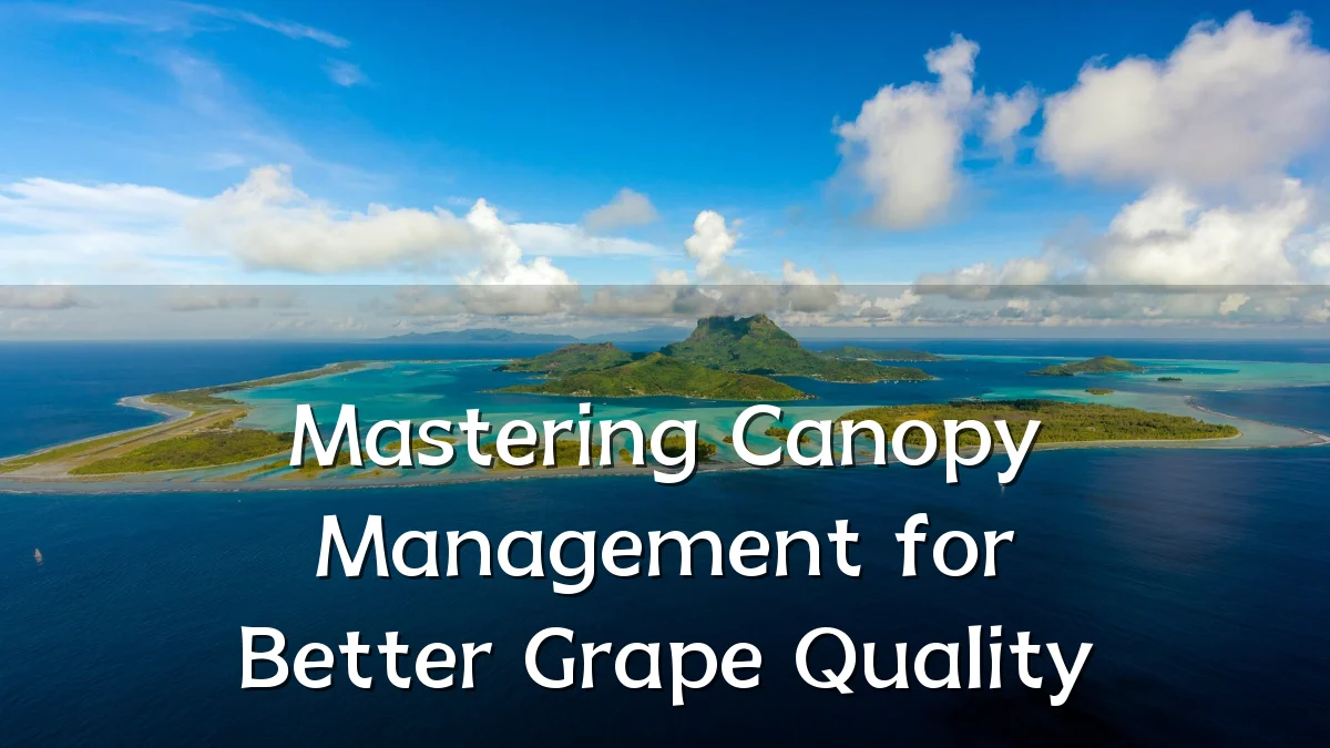 Mastering Canopy Management for Better Grape Quality