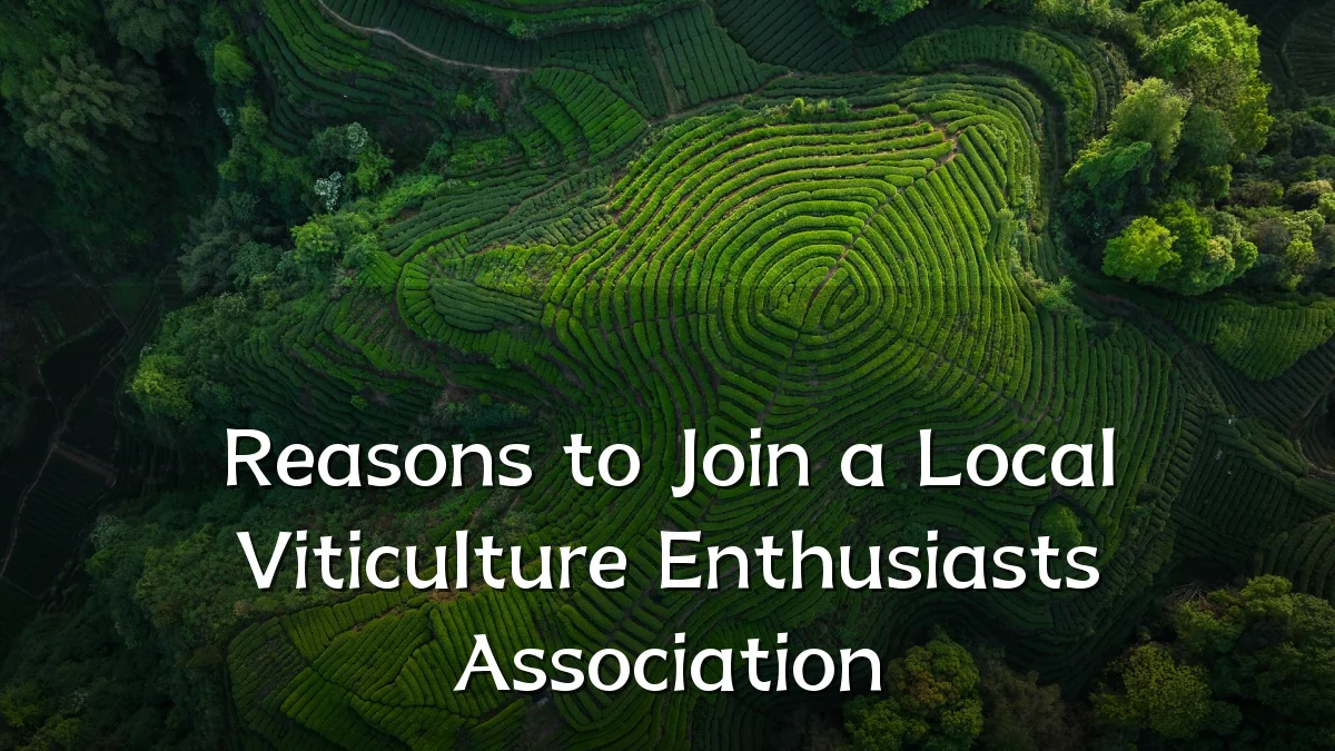 Reasons to Join a Local Viticulture Enthusiasts Association