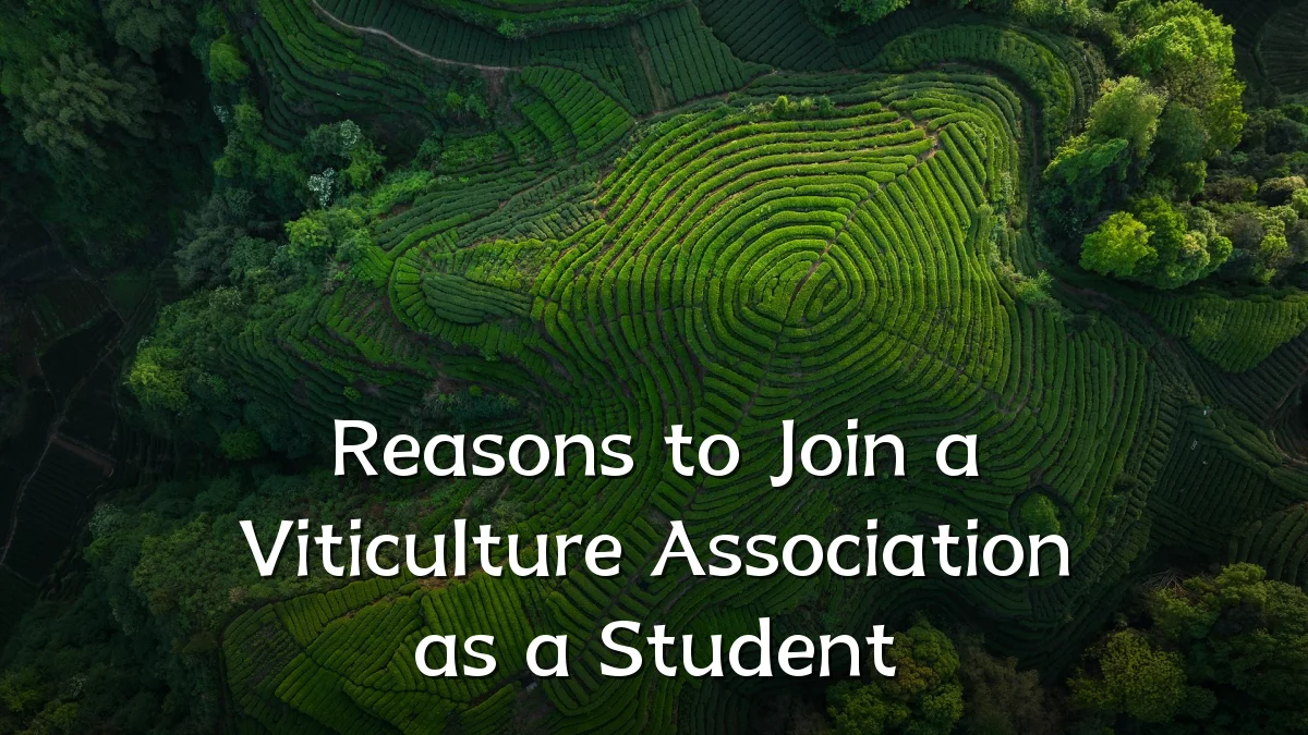 Reasons to Join a Viticulture Association as a Student