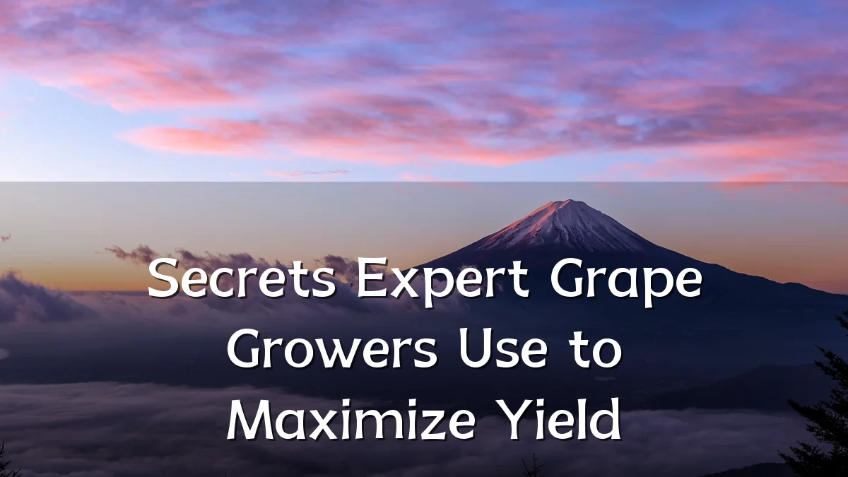 Secrets Expert Grape Growers Use to Maximize Yield