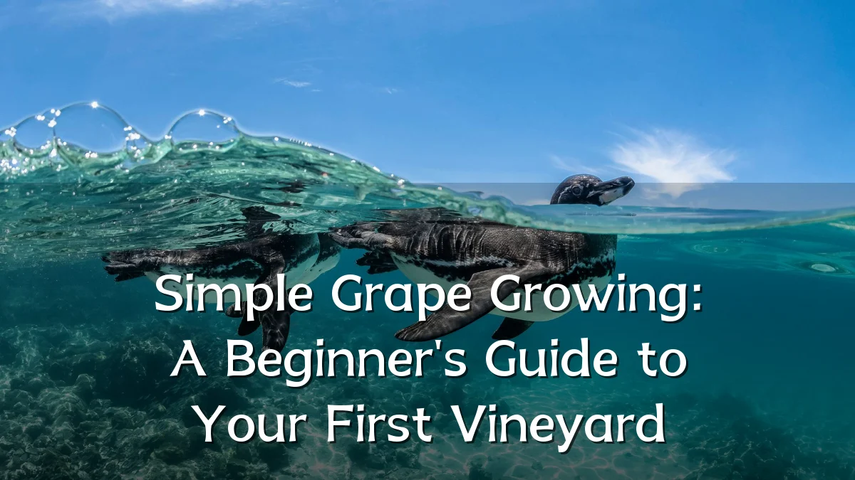 Simple Grape Growing: A Beginner's Guide to Your First Vineyard