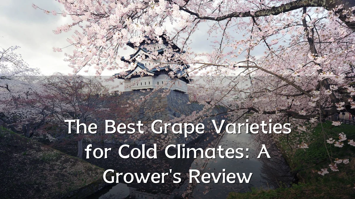 The Best Grape Varieties for Cold Climates: A Grower's Review