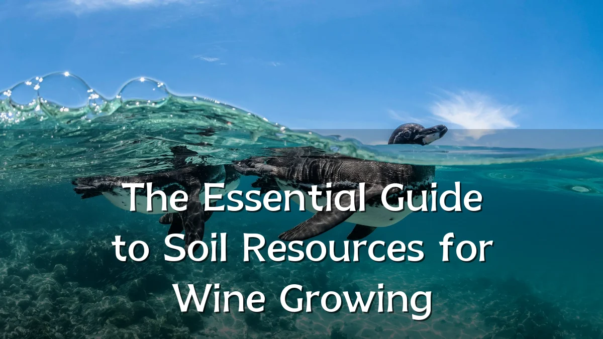 The Essential Guide to Soil Resources for Wine Growing
