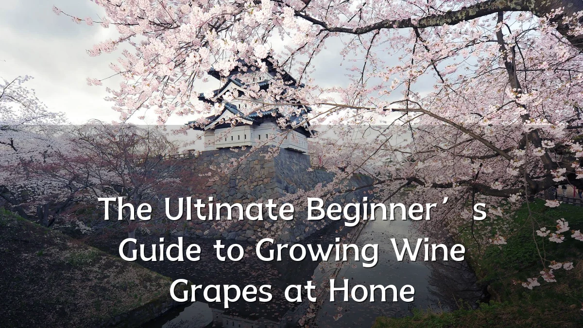 The Ultimate Beginner’s Guide to Growing Wine Grapes at Home