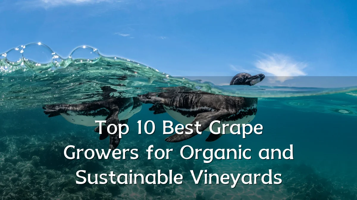 Top 10 Best Grape Growers for Organic and Sustainable Vineyards