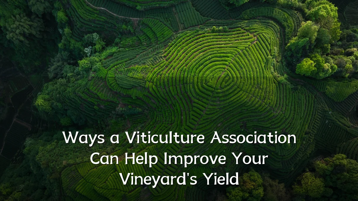 Ways a Viticulture Association Can Help Improve Your Vineyard's Yield
