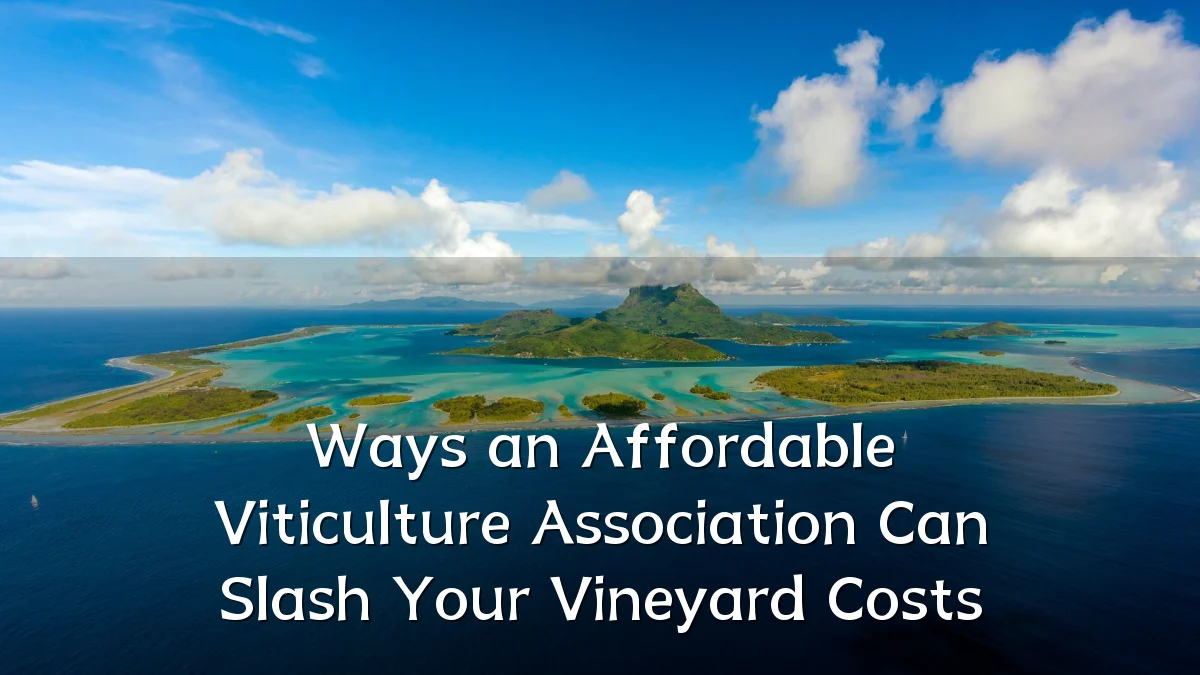 Ways an Affordable Viticulture Association Can Slash Your Vineyard Costs