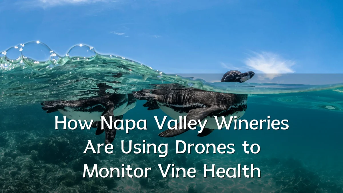 How Napa Valley Wineries Are Using Drones to Monitor Vine Health