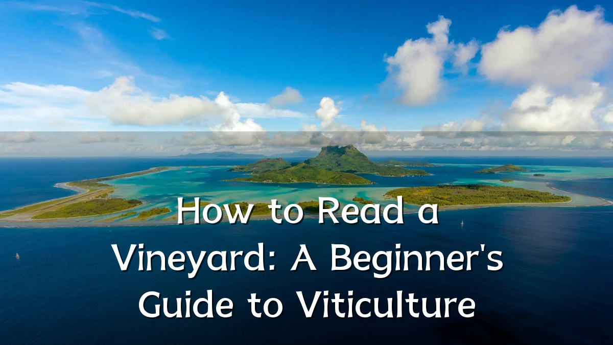 How to Read a Vineyard: A Beginner's Guide to Viticulture
