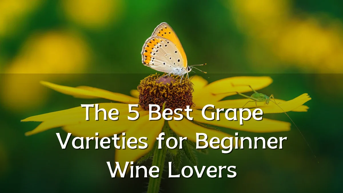The 5 Best Grape Varieties for Beginner Wine Lovers