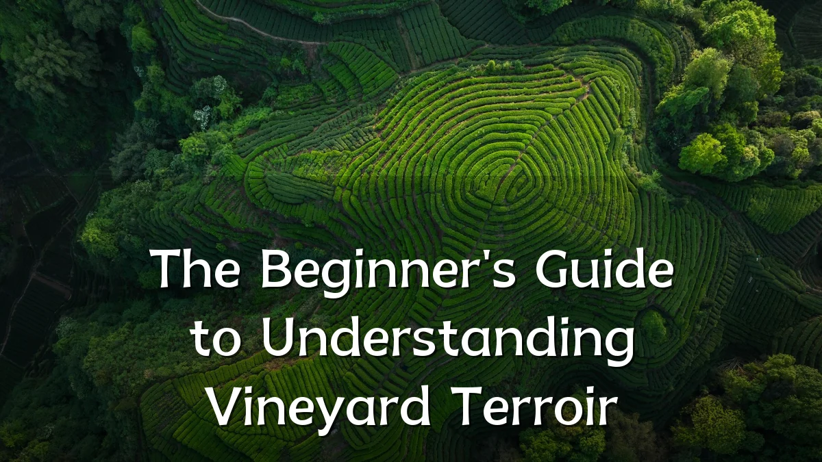 The Beginner's Guide to Understanding Vineyard Terroir