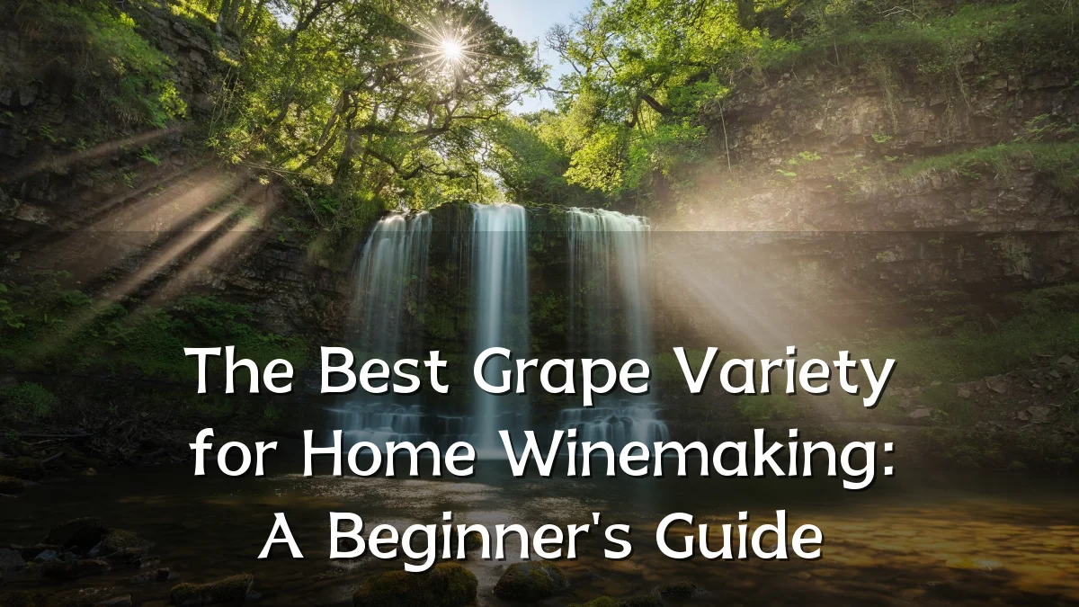 The Best Grape Variety for Home Winemaking: A Beginner's Guide