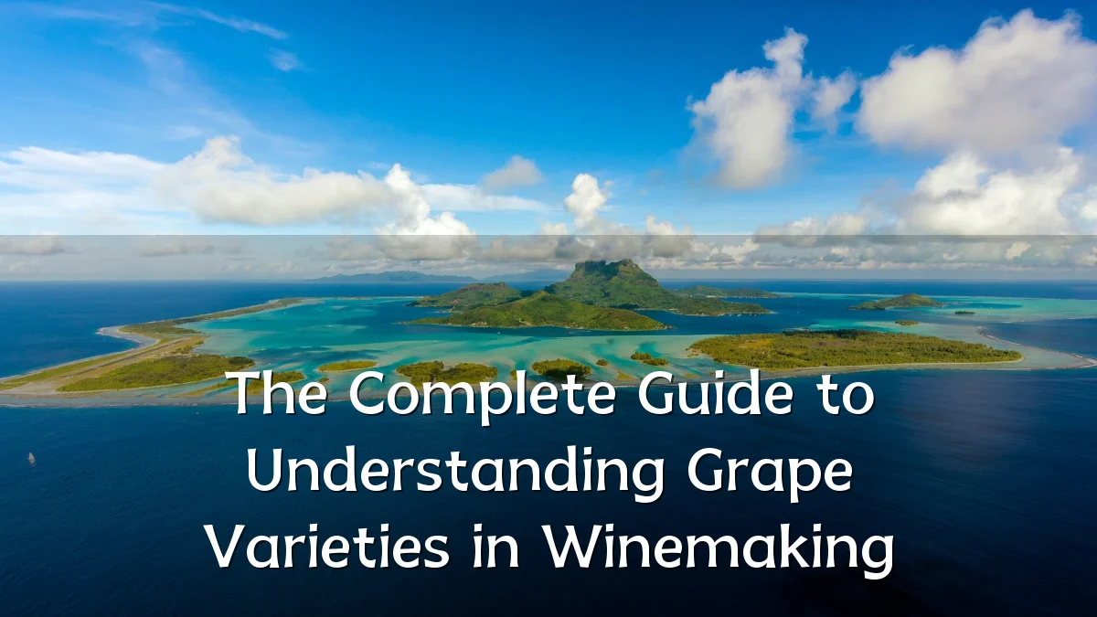 The Complete Guide to Understanding Grape Varieties in Winemaking