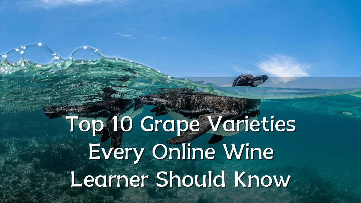 Top 10 Grape Varieties Every Online Wine Learner Should Know
