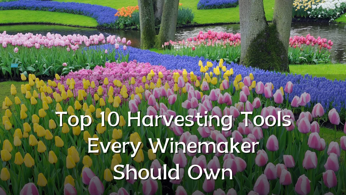 Top 10 Harvesting Tools Every Winemaker Should Own