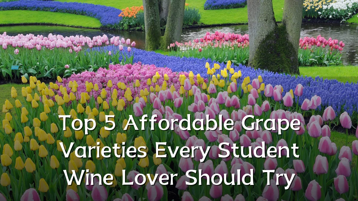 Top 5 Affordable Grape Varieties Every Student Wine Lover Should Try